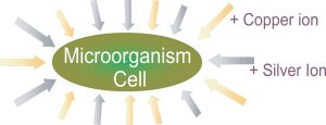 Microorganism cell